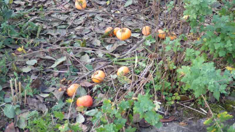 f:id:mannenNA:20201026183800j:plain f:id:mannenNA:20201026183800j:plain