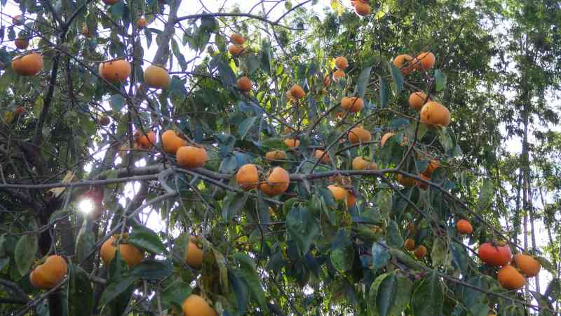 f:id:mannenNA:20201026183911j:plain f:id:mannenNA:20201026183911j:plain