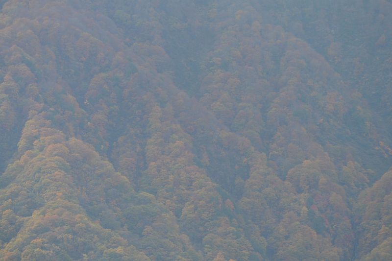 f:id:mannenNA:20201110194432j:plain f:id:mannenNA:20201110194432j:plain