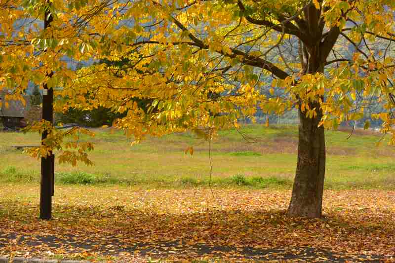 f:id:mannenNA:20201110194449j:plain f:id:mannenNA:20201110194449j:plain