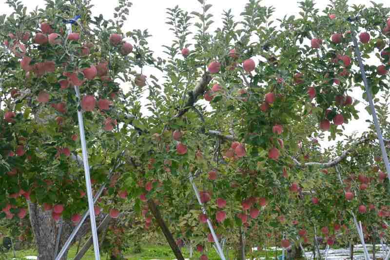 f:id:mannenNA:20201111200739j:plain