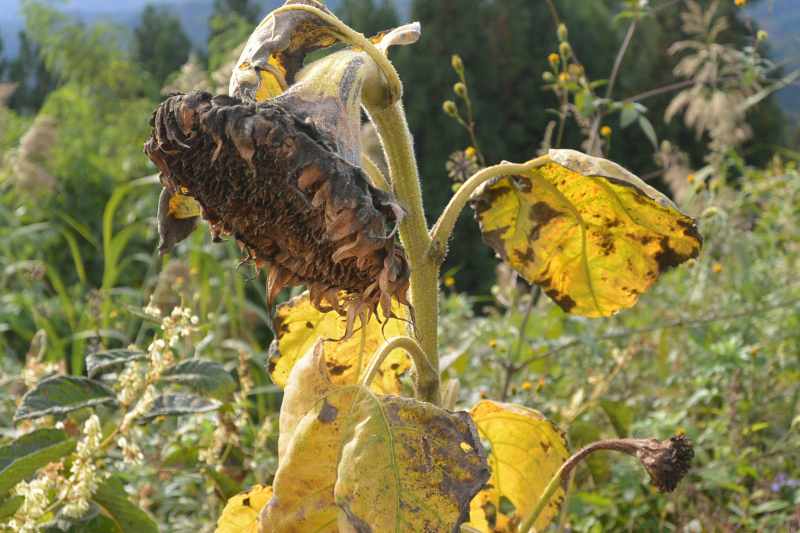 f:id:mannenNA:20201111200929j:plain