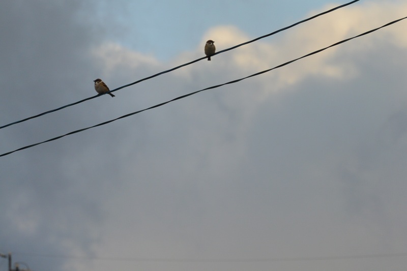 f:id:mannenNA:20201112175751j:plain