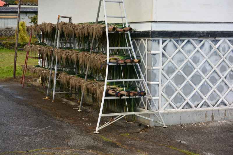 f:id:mannenNA:20201112175951j:plain