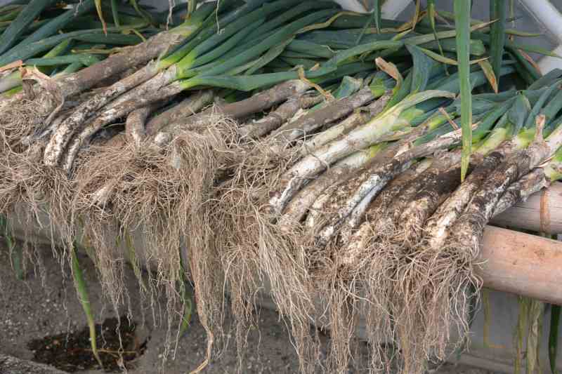 f:id:mannenNA:20201112180007j:plain