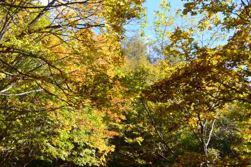 f:id:mannenNA:20201116193340j:plain