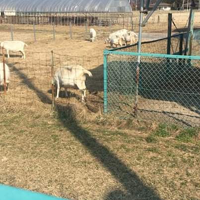 f:id:mannenNA:20201118181254j:plain