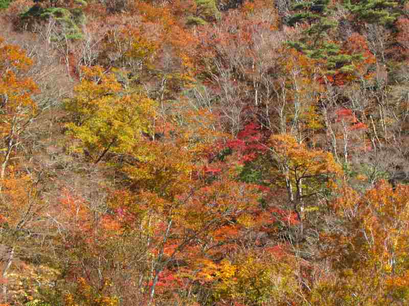 f:id:mannenNA:20201123194052j:plain