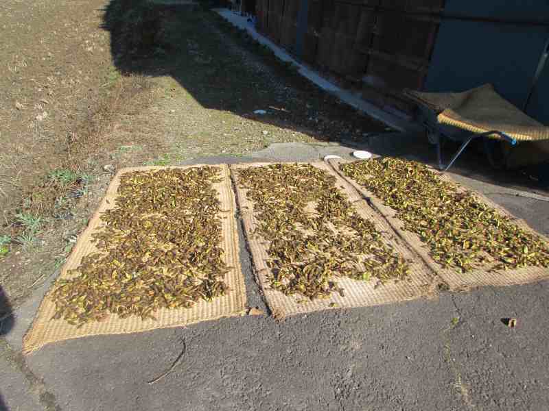 f:id:mannenNA:20201130203404j:plain