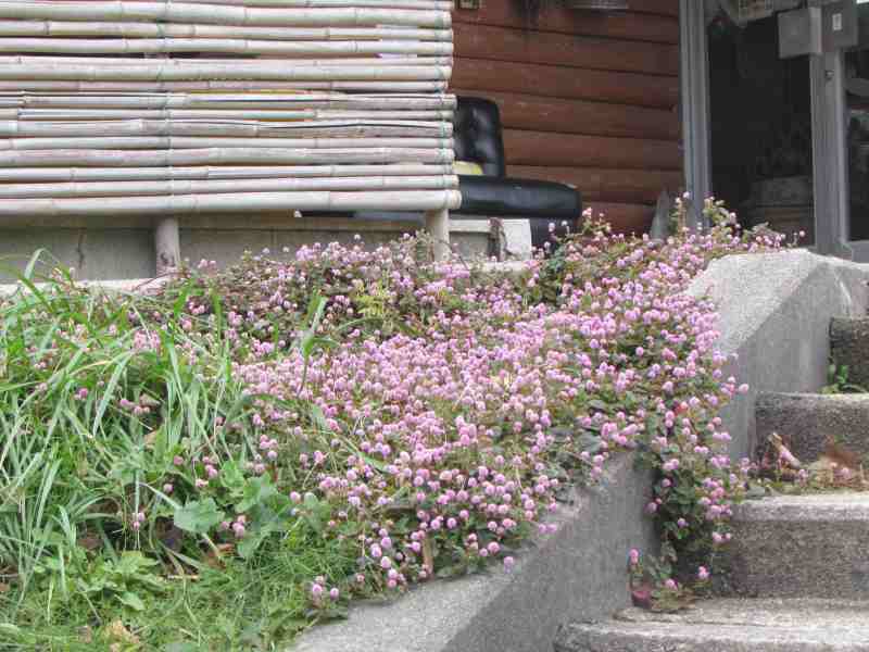 f:id:mannenNA:20210102194246j:plain