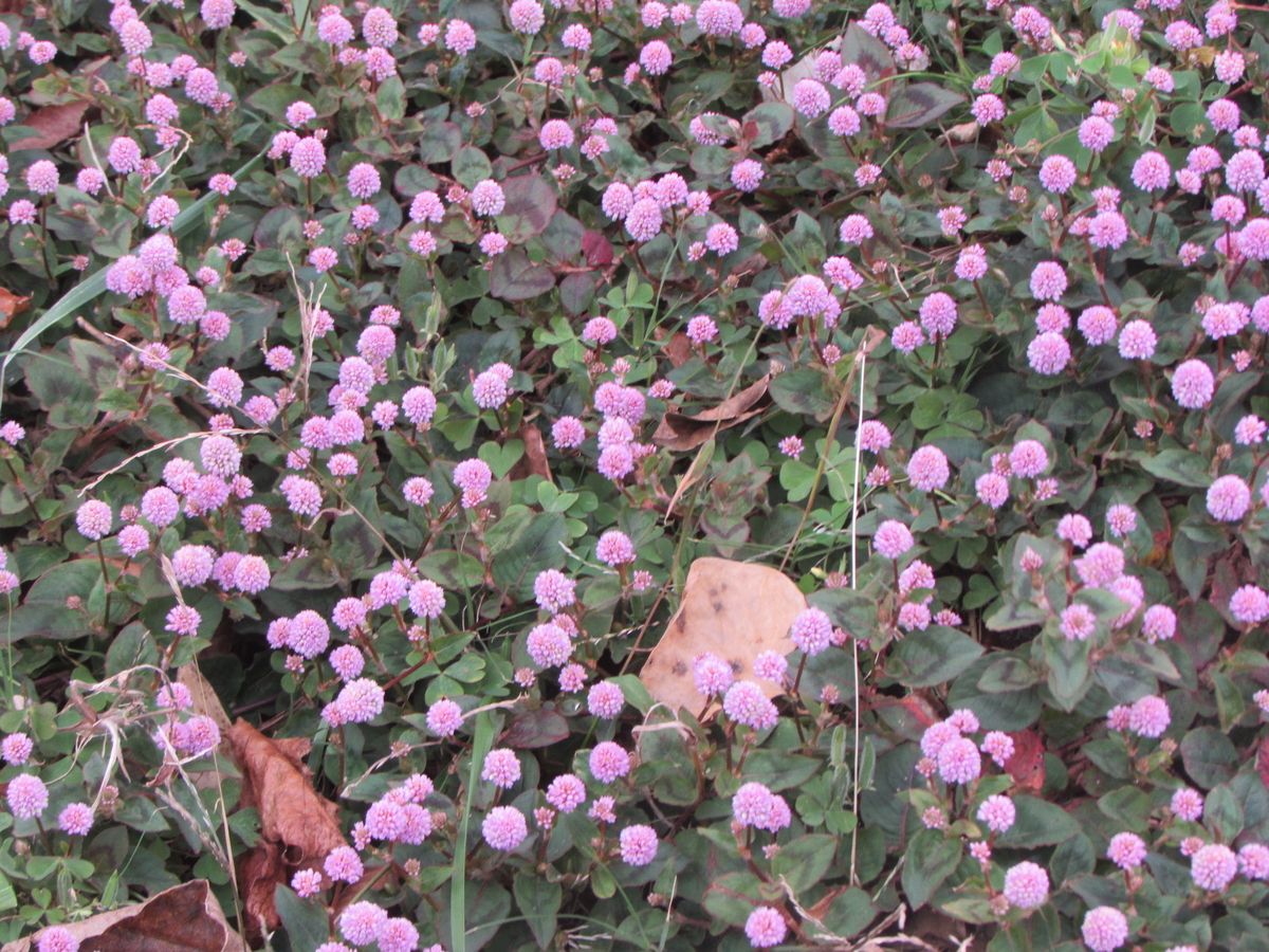 f:id:mannenNA:20210102194517j:plain