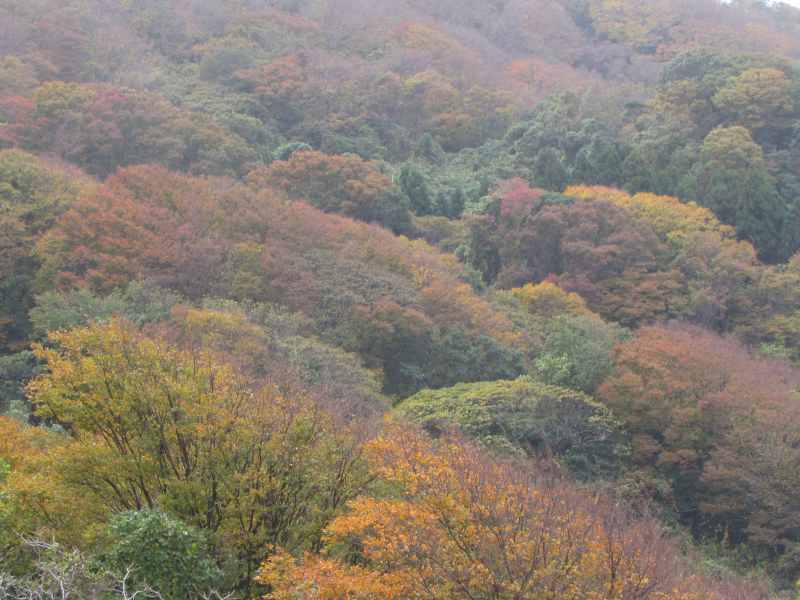 f:id:mannenNA:20210103194627j:plain