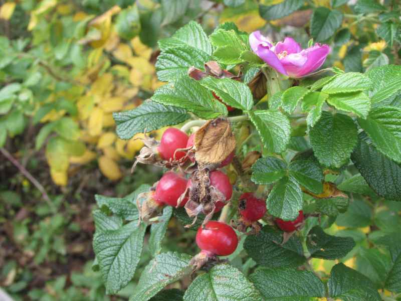 f:id:mannenNA:20210103195521j:plain