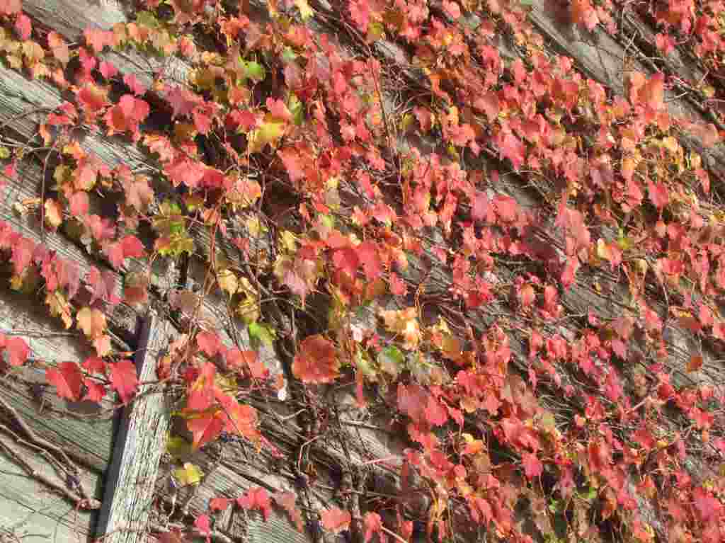 f:id:mannenNA:20210104182931j:plain