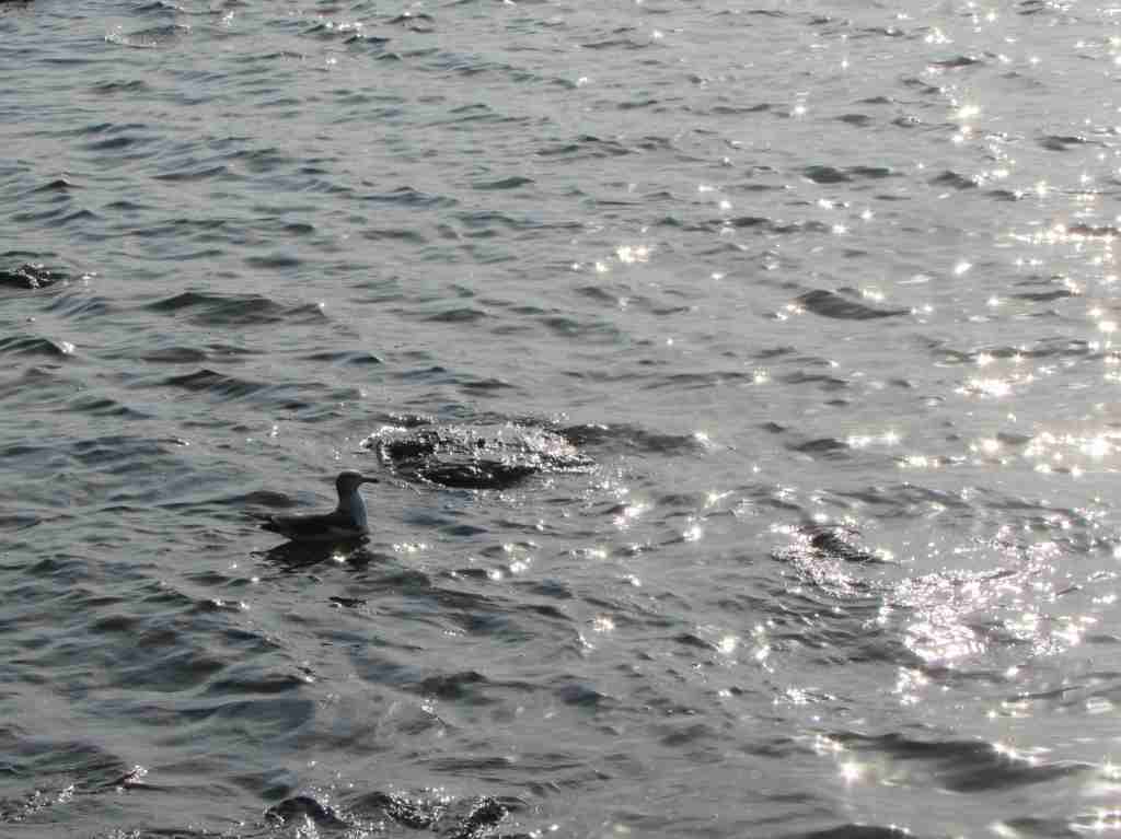 f:id:mannenNA:20210104183009j:plain