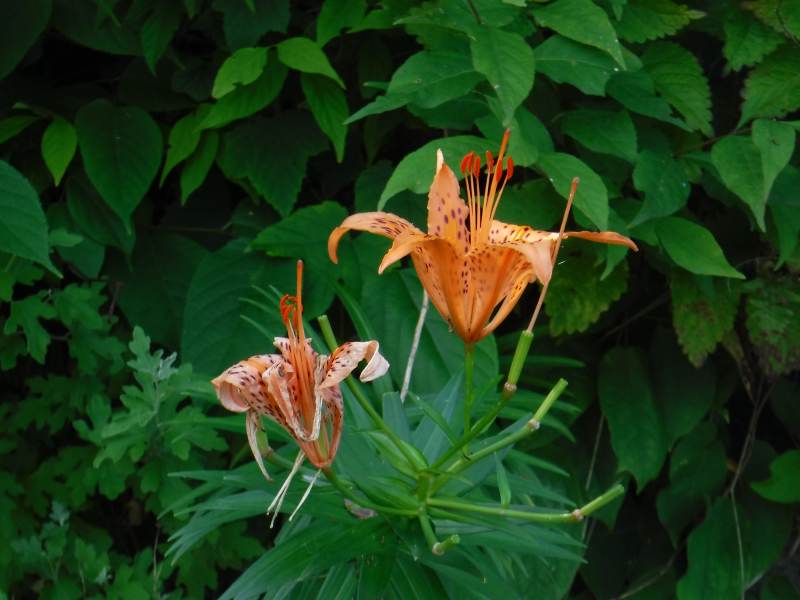 f:id:mannenNA:20210115175946j:plain