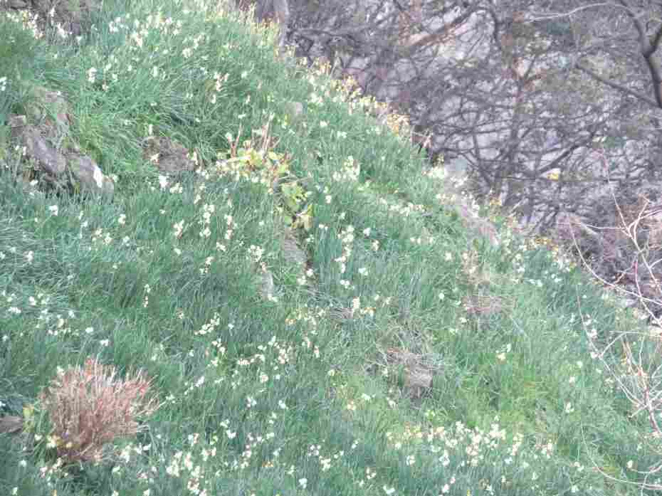 f:id:mannenNA:20210217201440j:plain