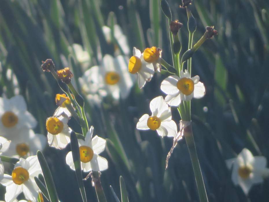 f:id:mannenNA:20210217201857j:plain