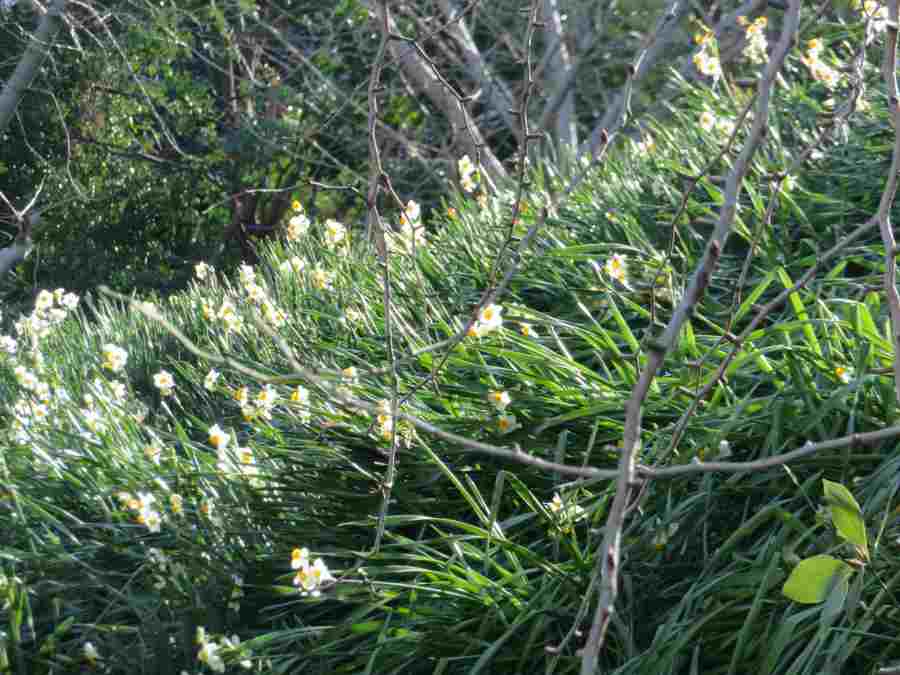 f:id:mannenNA:20210218201343j:plain