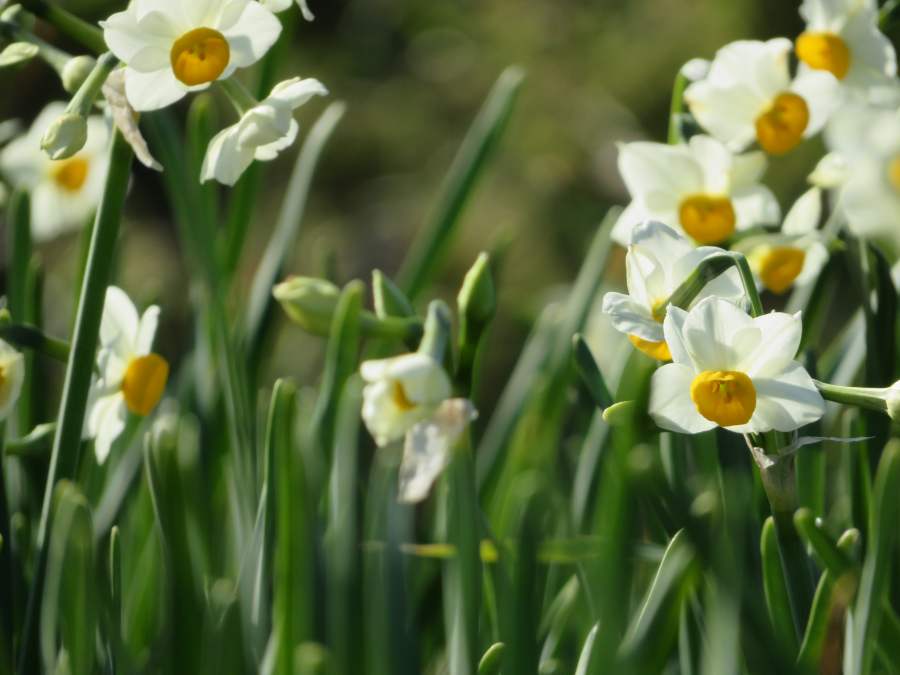 f:id:mannenNA:20210218201814j:plain