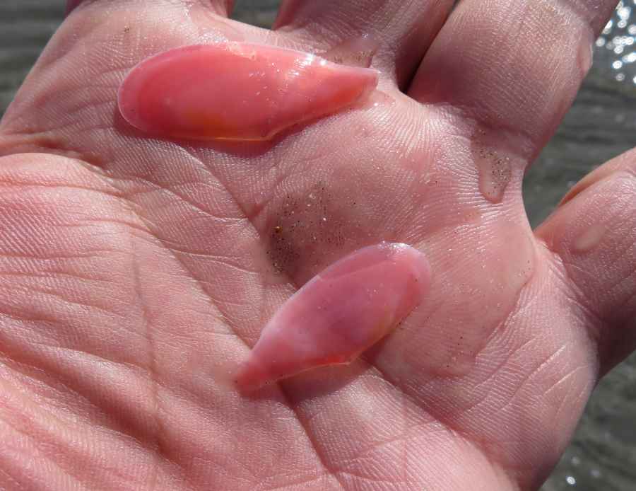 f:id:mannenNA:20210220090447j:plain