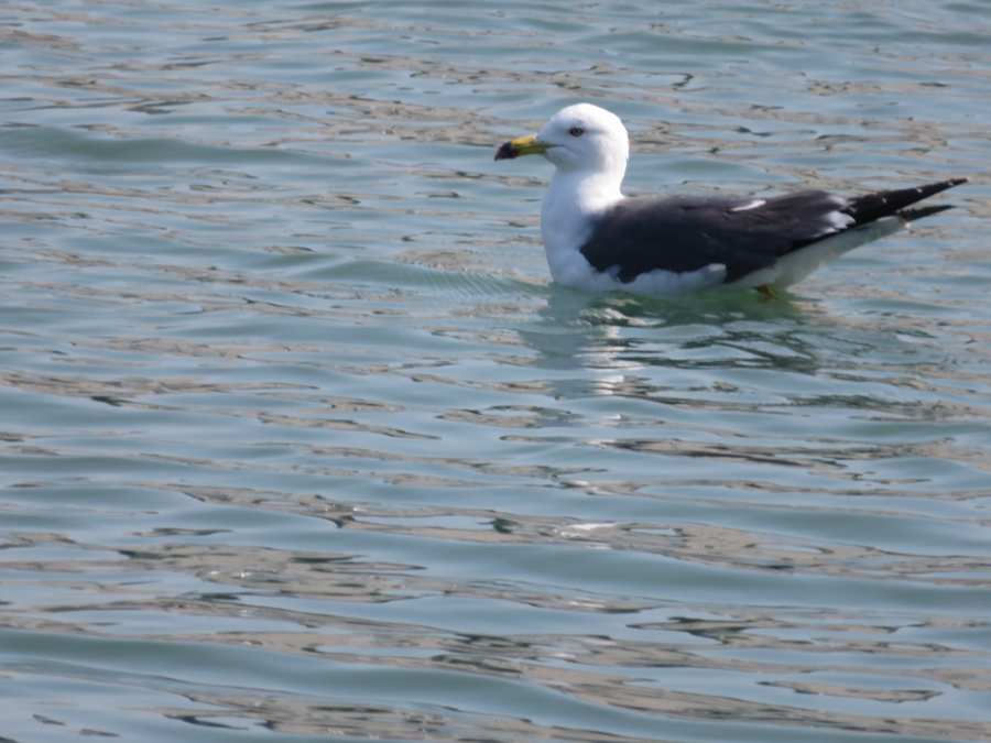 f:id:mannenNA:20210221212216j:plain