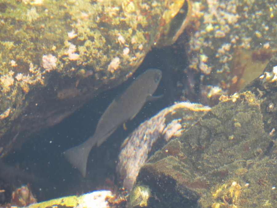 f:id:mannenNA:20210224191947j:plain