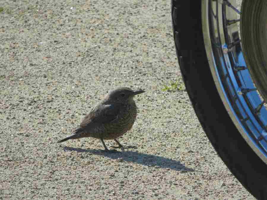 f:id:mannenNA:20210228200345j:plain