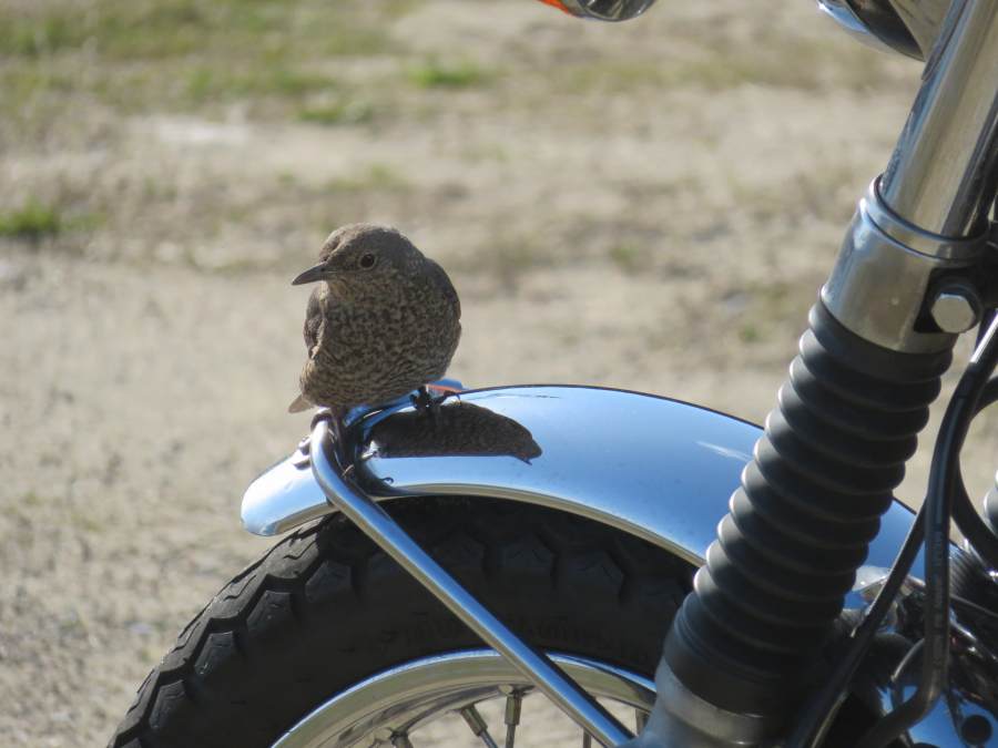 f:id:mannenNA:20210228200454j:plain