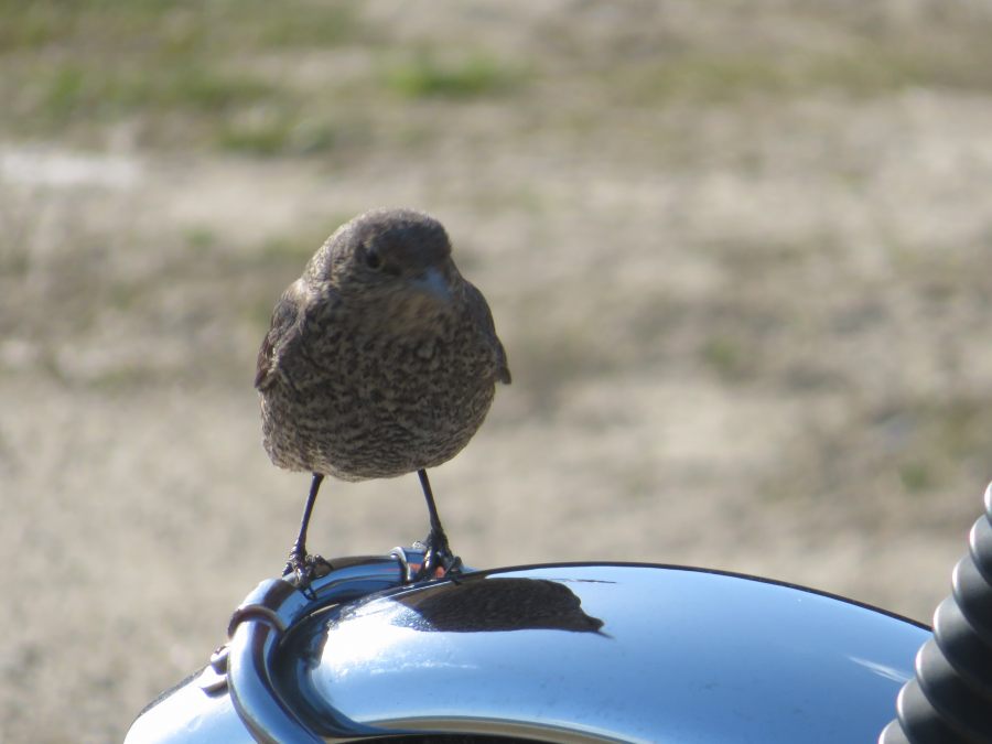 f:id:mannenNA:20210228200515j:plain