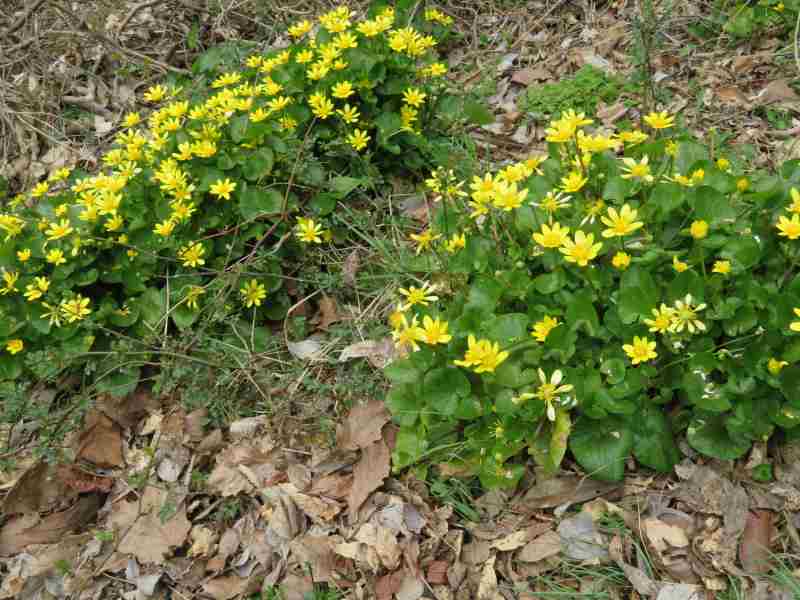 f:id:mannenNA:20210324204246j:plain