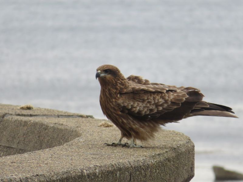 f:id:mannenNA:20210325183516j:plain