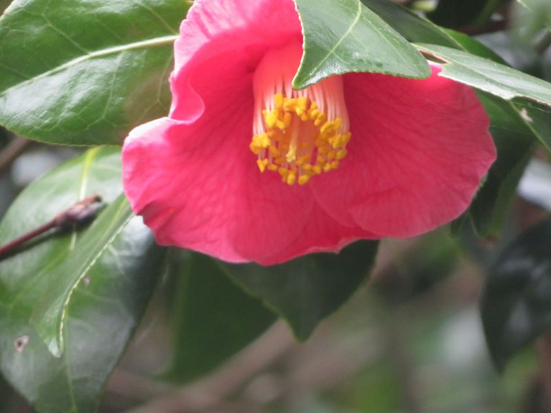 f:id:mannenNA:20210325183851j:plain