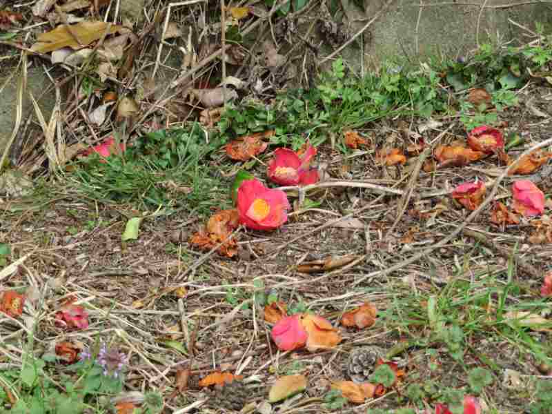 f:id:mannenNA:20210325183907j:plain