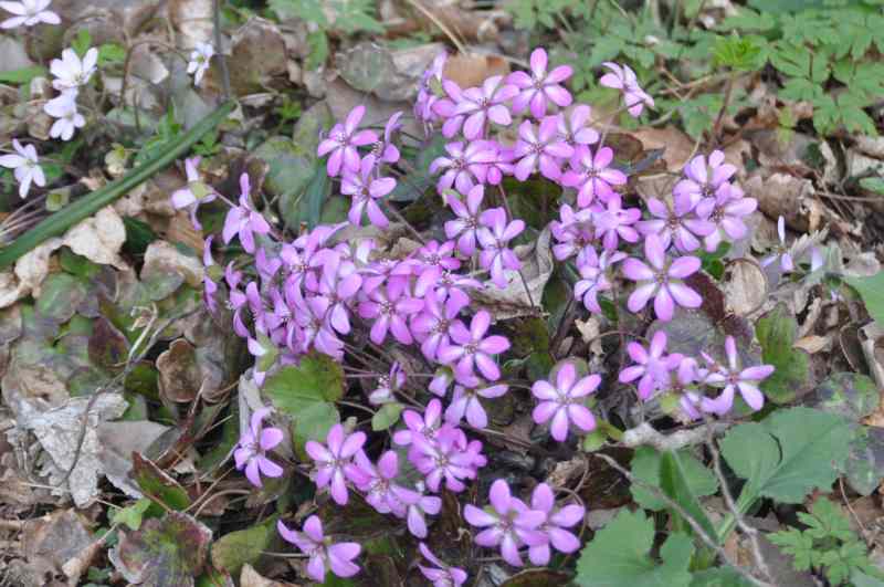 f:id:mannenNA:20210329204415j:plain