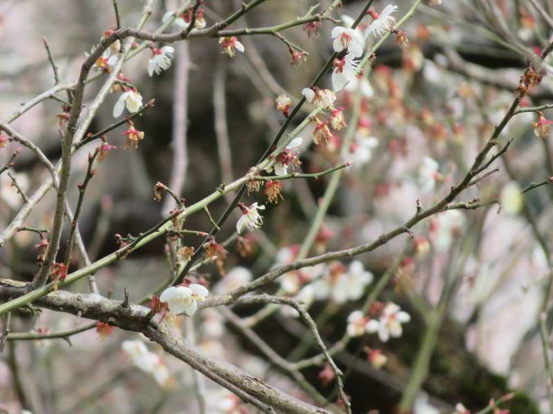 f:id:mannenNA:20210331205522j:plain