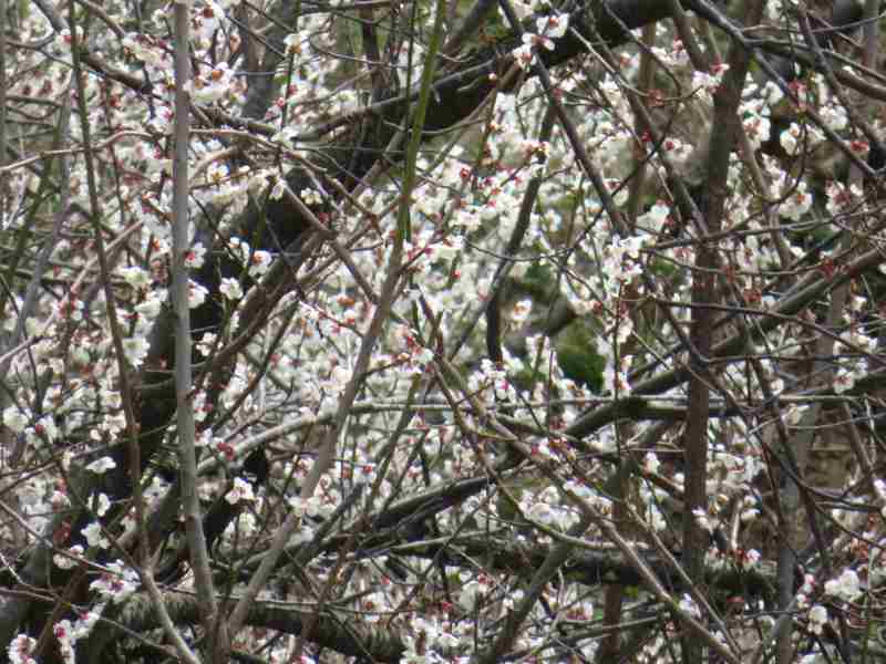 f:id:mannenNA:20210331205747j:plain