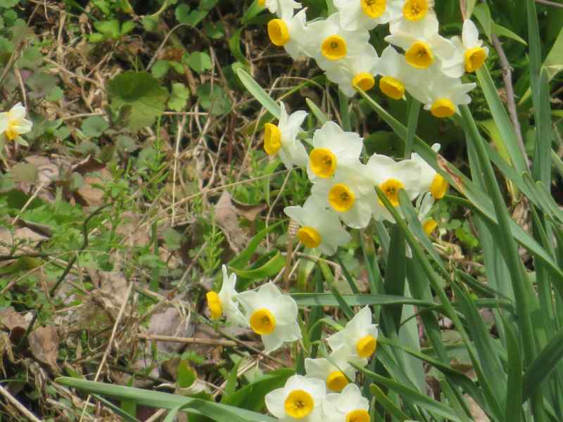 f:id:mannenNA:20210331205821j:plain