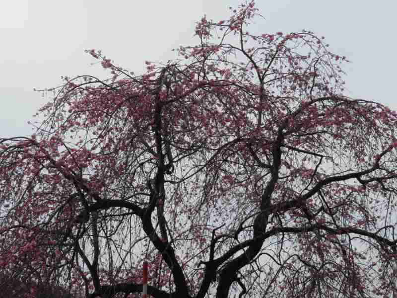 f:id:mannenNA:20210331205908j:plain