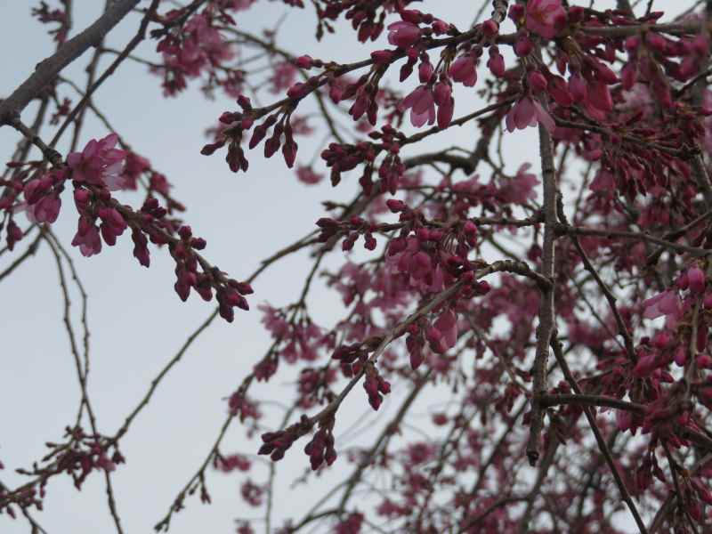 f:id:mannenNA:20210331205928j:plain