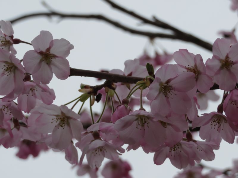 f:id:mannenNA:20210331210152j:plain