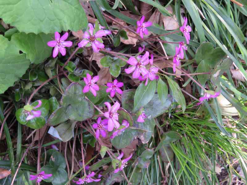 f:id:mannenNA:20210407203633j:plain