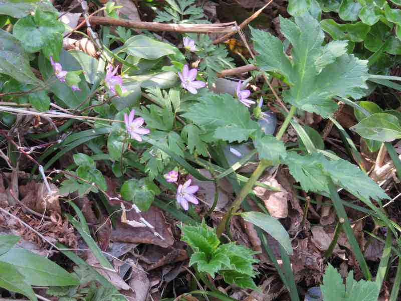 f:id:mannenNA:20210407203650j:plain