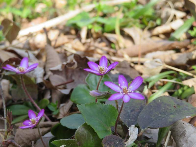 f:id:mannenNA:20210407203903j:plain