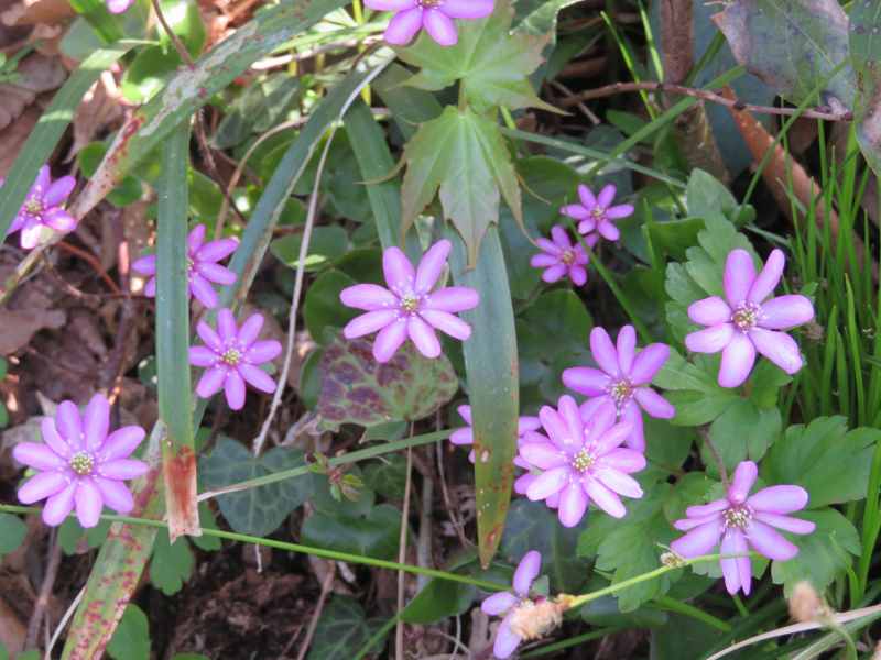 f:id:mannenNA:20210407203928j:plain