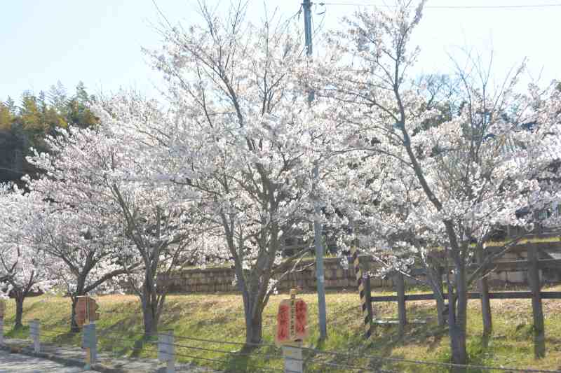 f:id:mannenNA:20210418213137j:plain