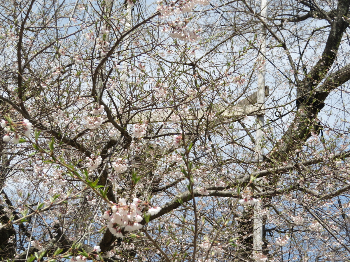 f:id:mannenNA:20210424212008j:plain