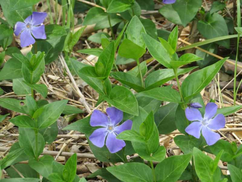 f:id:mannenNA:20210426192241j:plain