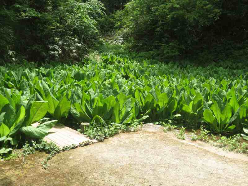 f:id:mannenNA:20210509094405j:plain