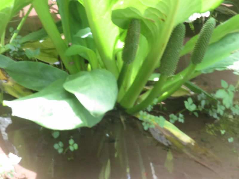 f:id:mannenNA:20210509094443j:plain